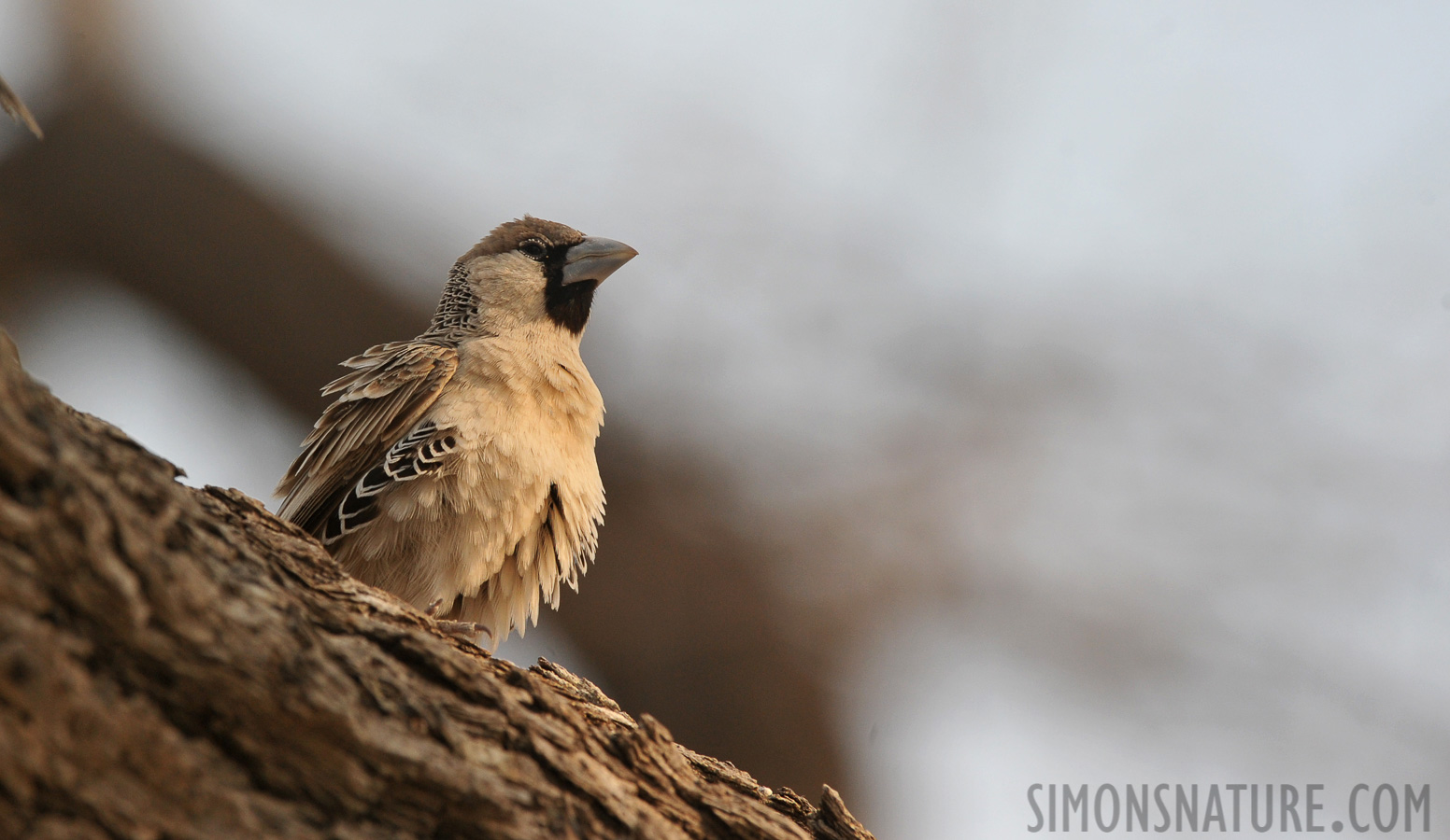 Philetairus socius socius [400 mm, 1/1000 sec at f / 8.0, ISO 1000]